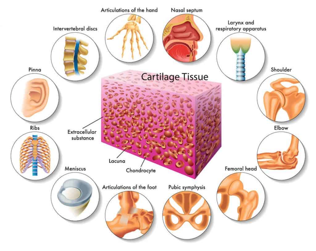 collagen supplements arthritis